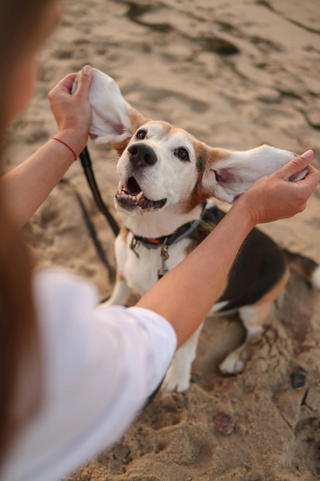 How to Clean a Dog’s Ears